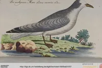Picture 41 of 102 from (Band 2): Zweytes Hundert (1796), leaf 157