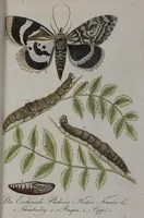 Picture 52 of 102 from (Band 2): Zweytes Hundert (1796), leaf 170