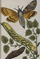 Picture 61 of 102 from (Band 2): Zweytes Hundert (1796), leaf 181