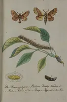 Picture 62 of 102 from (Band 2): Zweytes Hundert (1796), leaf 182