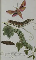 Picture 71 of 102 from (Band 2): Zweytes Hundert (1796), leaf 193