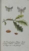 Picture 72 of 102 from (Band 2): Zweytes Hundert (1796), leaf 194
