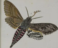 Picture 81 of 102 from (Band 2): Zweytes Hundert (1796), leaf 205