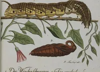 Picture 82 of 102 from (Band 2): Zweytes Hundert (1796), leaf 205