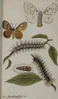 Picture 83 of 102 from (Band 2): Zweytes Hundert (1796), leaf 206