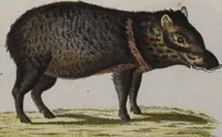 An illustration from (Band 2): Zweytes Hundert (1796)