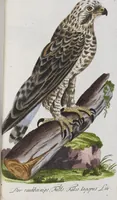 Picture 91 of 102 from (Band 2): Zweytes Hundert (1796), leaf 216