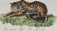 Picture 94 of 102 from (Band 2): Zweytes Hundert (1796), leaf 222