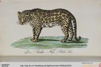 Picture 95 of 102 from (Band 2): Zweytes Hundert (1796), leaf 223
