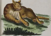 Picture 96 of 102 from (Band 2): Zweytes Hundert (1796), leaf 224