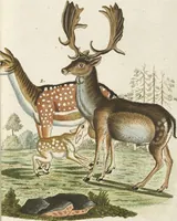 An illustration from (Band 3): Drittes Hundert oder III. Band (1802)