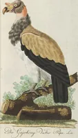 An illustration from (Band 3): Drittes Hundert oder III. Band (1802)