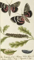 An illustration from (Band 3): Drittes Hundert oder III. Band (1802)
