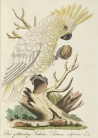 An illustration from (Band 3): Drittes Hundert oder III. Band (1802)