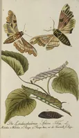 An illustration from (Band 3): Drittes Hundert oder III. Band (1802)
