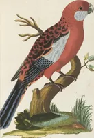 An illustration from (Band 3): Drittes Hundert oder III. Band (1802)