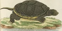 An illustration from (Band 3): Drittes Hundert oder III. Band (1802)