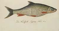 An illustration from (Band 3): Drittes Hundert oder III. Band (1802)
