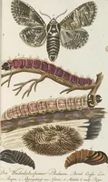 An illustration from (Band 3): Drittes Hundert oder III. Band (1802)