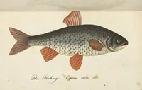 An illustration from (Band 3): Drittes Hundert oder III. Band (1802)