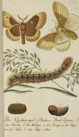 An illustration from (Band 3): Drittes Hundert oder III. Band (1802)