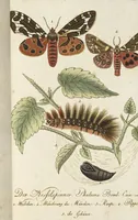 An illustration from (Band 3): Drittes Hundert oder III. Band (1802)