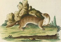 An illustration from (Band 3): Drittes Hundert oder III. Band (1802)