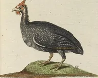 An illustration from (Band 3): Drittes Hundert oder III. Band (1802)