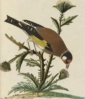 An illustration from (Band 3): Drittes Hundert oder III. Band (1802)