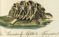 An illustration from (Band 3): Drittes Hundert oder III. Band (1802)
