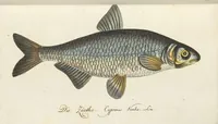 An illustration from (Band 3): Drittes Hundert oder III. Band (1802)