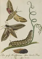 An illustration from (Band 3): Drittes Hundert oder III. Band (1802)