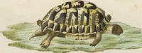 An illustration from (Band 3): Drittes Hundert oder III. Band (1802)