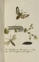 An illustration from (Band 3): Drittes Hundert oder III. Band (1802)