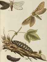 An illustration from (Band 3): Drittes Hundert oder III. Band (1802)