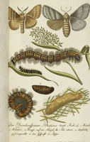 An illustration from (Band 3): Drittes Hundert oder III. Band (1802)