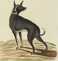 An illustration from (Band 3): Drittes Hundert oder III. Band (1802)