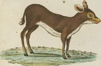 An illustration from (Band 3): Drittes Hundert oder III. Band (1802)