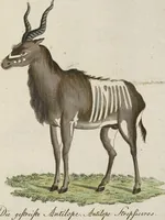 An illustration from (Band 3): Drittes Hundert oder III. Band (1802)