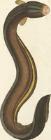 An illustration from (Band 3): Drittes Hundert oder III. Band (1802)
