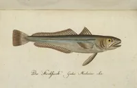 An illustration from (Band 3): Drittes Hundert oder III. Band (1802)