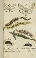 Picture 70 of 87 from (Band 3): Drittes Hundert oder III. Band (1802), leaf 181
