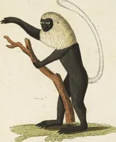 An illustration from (Band 3): Drittes Hundert oder III. Band (1802)