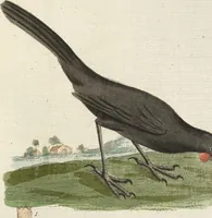 An illustration from (Band 3): Drittes Hundert oder III. Band (1802)