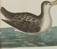 An illustration from (Band 3): Drittes Hundert oder III. Band (1802)