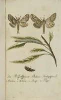 An illustration from (Band 3): Drittes Hundert oder III. Band (1802)