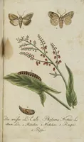 Picture 79 of 87 from (Band 3): Drittes Hundert oder III. Band (1802), leaf 191