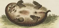 An illustration from (Band 3): Drittes Hundert oder III. Band (1802)