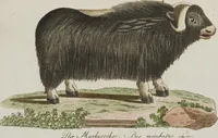 Picture 81 of 87 from (Band 3): Drittes Hundert oder III. Band (1802), leaf 194