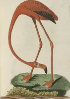 An illustration from (Band 3): Drittes Hundert oder III. Band (1802)